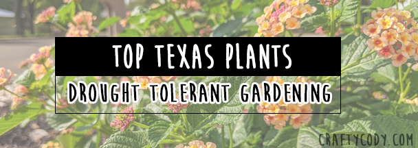 Planting a drought tolerant garden